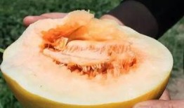 免费吃瓜的礼物,揭秘神秘礼物背后的惊喜